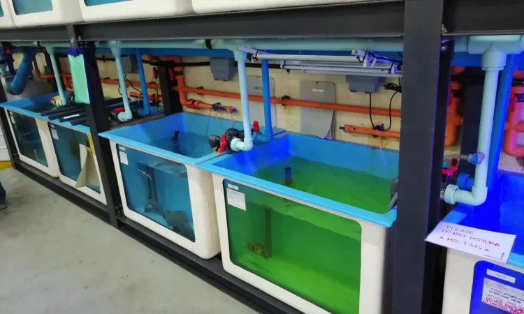 Large circular food-grade GRP fish farming tanks operating inside a commercial RAS aquaculture facility in Abu Dhabi, UAE.